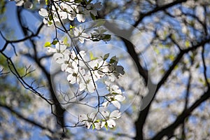 A beautifully flowering dogwood tree.