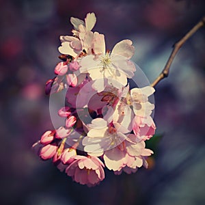 Beautifully flowering spring tree. Cherry blossom sakura in spring time. Colorful nature background