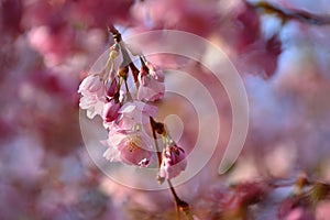 Beautifully flowering spring tree. Cherry blossom sakura in spring time. Colorful nature background