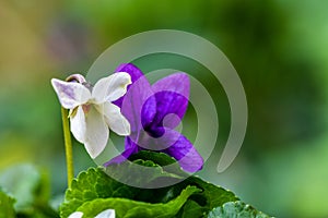 Purple and white flower vial close-up photo