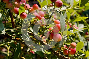 Beautifully fruiting, attractive berries at the ripening stage. Variation: Pink Lemonade