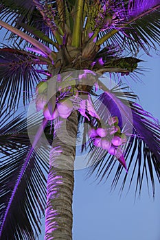 Beautifully highlighted palm tree