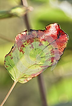 Beautifully lit decayed leaf in autumn colors in a forest