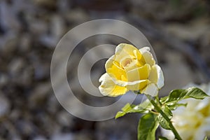 Beautifully lit yellow rose with a brown bark background