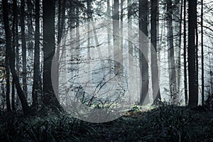 A beautifully moody forest with sun beams coming through the trees on a misty winters day