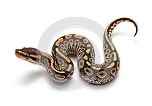 Beautifully patterned ball python coiled on a white background