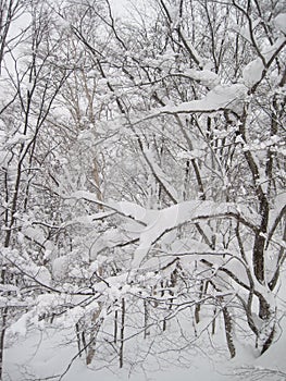 Beautifully picturesque snow covered trees, following heavy snowfall