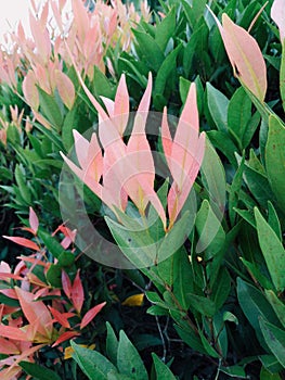 Beautifully pink syzygium plant