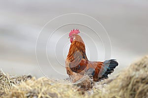 beautifully plumed domestic rooster
