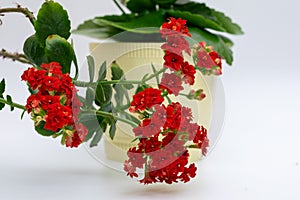 Beautifully potted red kalanchoe houseplant