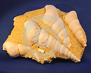 Fossil Gastropod Cluster