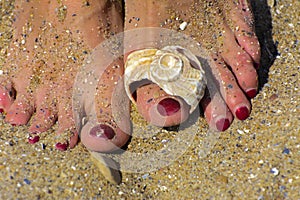 Beautifully shaped sea shell on the sand of a sea beach under th