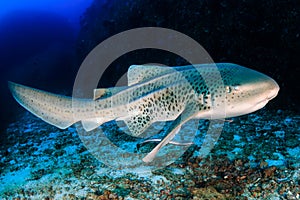 Beautifully spotted Zebra Leopard Shark on an underwater coral reef in Thailand`s Similan Islands