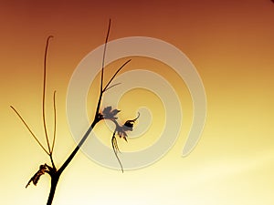 beautifully wether sky blue and green leaves plant top, sunset light and sky golden tree