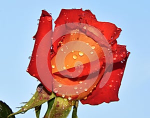 Beautifuln rose