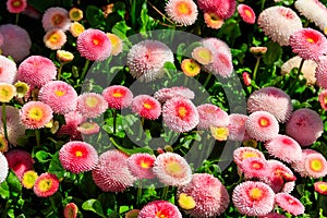 Beautifuln small marguerite flowers on spring flowerbed