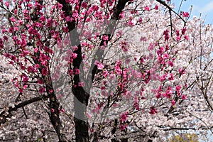 Beautifult white and pink cherry blossom in spring garden on a blue sky background