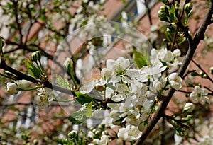 Beautifult white plum blossom in spring in a city