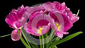 BeautifulTulip Flower background. Blooming roses flower open, time lapse, close-up. Wedding backdrop, Valentine's