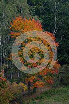 Beautifuly colored autumn tree in the forest