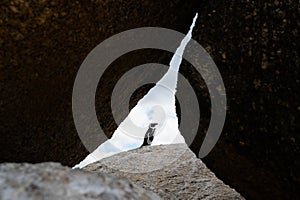 Beautifuly framed penguin bird among stones photo