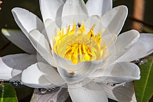 Beautifuly lotus flower, white nymphaea alba or water lily among, macro