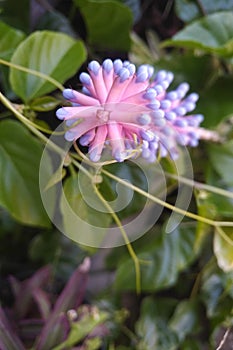 beautifuly macro flower in garden