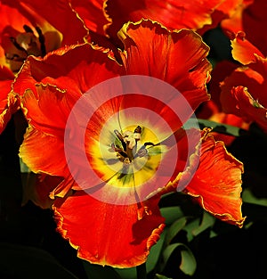 Beautifuly red tulip flower