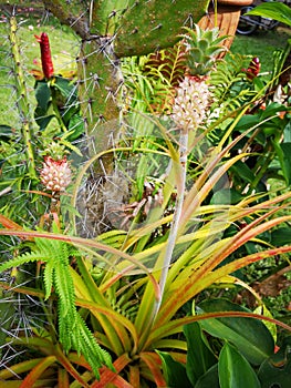 Beautifulâ€‹ Bromeliadâ€‹ inâ€‹ gardenâ€‹ decorationâ€‹