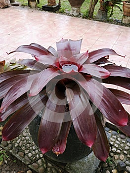 Beautifulâ€‹ Bromeliadâ€‹ inâ€‹ gardenâ€‹ decorationâ€‹