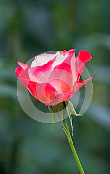 Beautifuul red rose with white overlays in dark green background