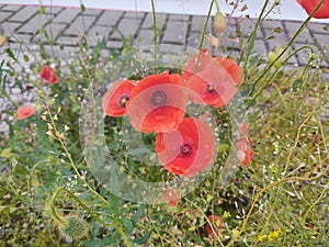 Beautiful wild red poppy plant in nature.