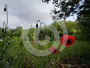 Beautiful wild red poppy plant in nature.