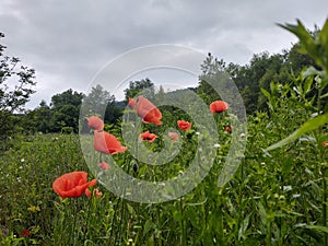 Beautiful wild red poppy plant in nature.