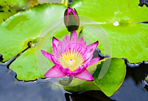 Beautify Lotus flower for background