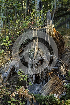 Beautify overgrown Tree Stump in the forest. Pixie home photo