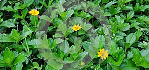 Beautify tiny yellow flowers in green petals