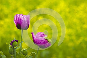 Beautify Twins Flowers with Blur Background in Fields.