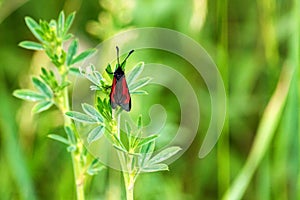 Beautifyl black and red moth sits on grass