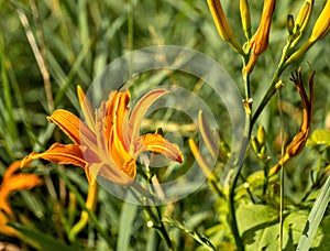 Beautifyl Hemerocallis fulva or tiger daylily in a green meadow