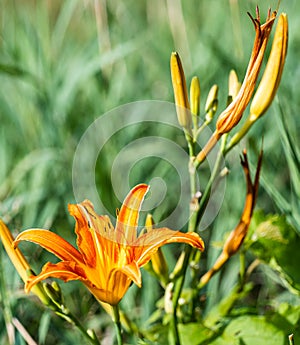 Beautifyl Hemerocallis fulva or tiger daylily in a green meadow