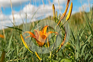Beautifyl Hemerocallis fulva or tiger daylily in a meadow with sky in back
