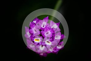 Beautigul purple primula flower