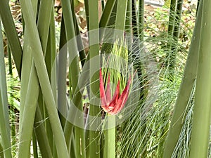 Young papyrus leaf (lat. Cyperus papyrus