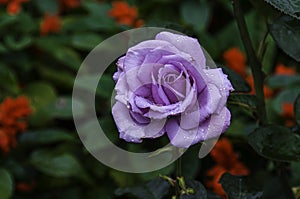 A beautiiful blue rose in bloom in a garden.