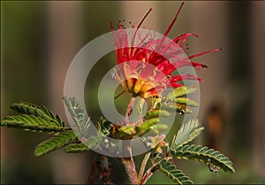 Beautiiful Desert Fairy Duster With Rain Droplets