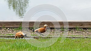 Beautiiful pair of shelducks walking in a park by a pond