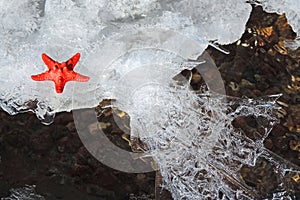 Beautiiful red starfish on the patterned ice  and snow and cold frost river