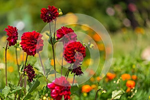 Beautil red dahlia flowers