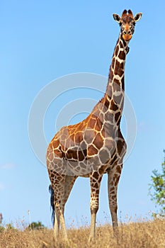 Beautilful masai girafe at a samburu